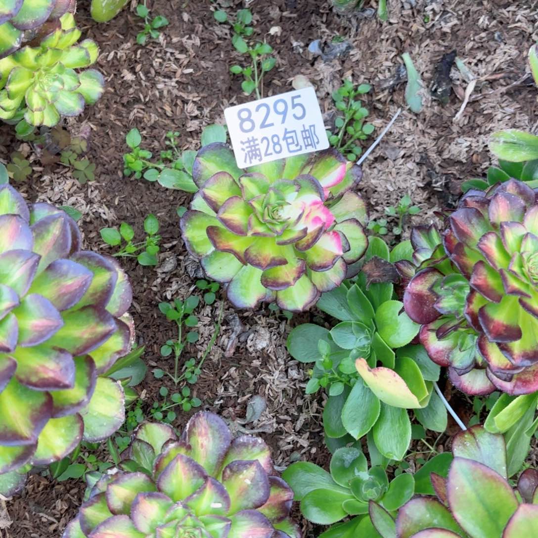 V. 8295海王七彩多肉