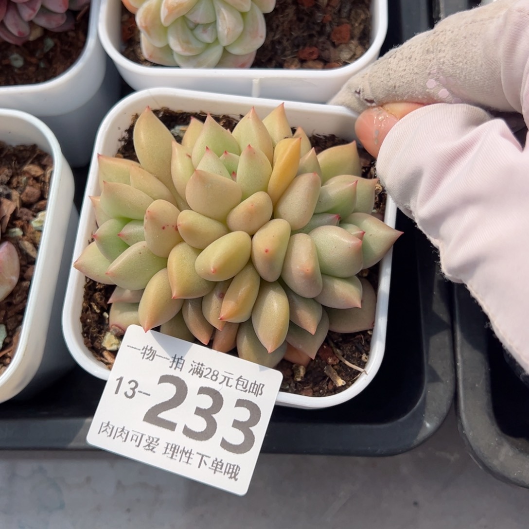 黄金象牙多肉多肉多肉多肉多肉