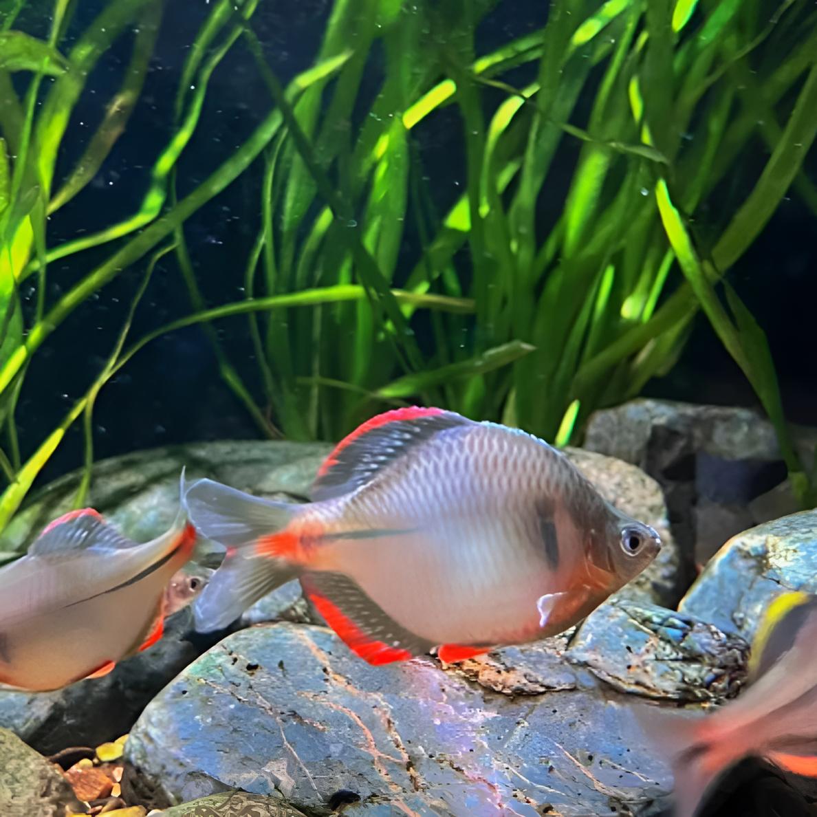 江西红边鳑鲏鱼七彩鳑鲏鱼活体冷水观赏原生群游小型淡水好养耐活