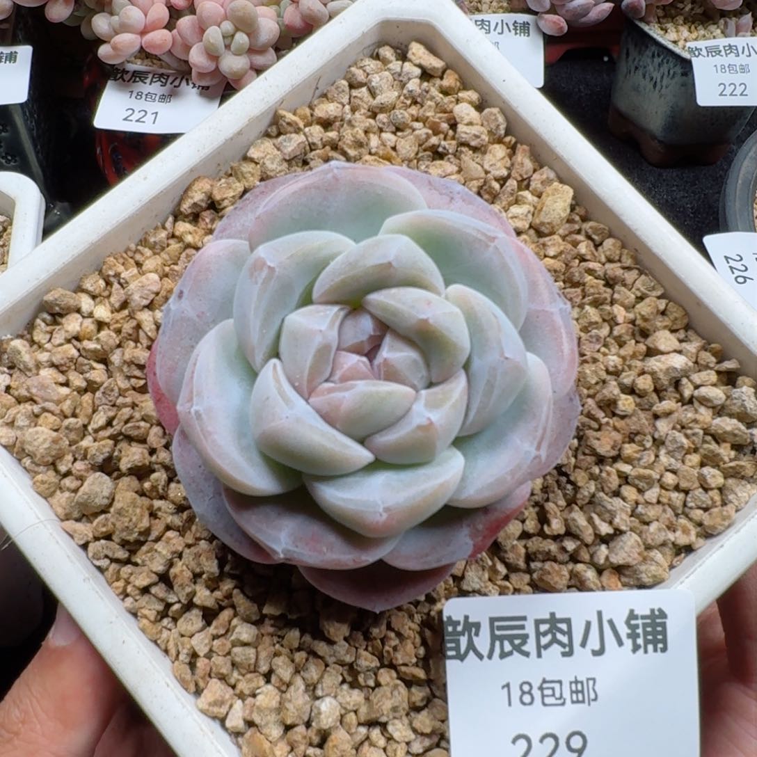 多肉植物  229  糖心冰玉