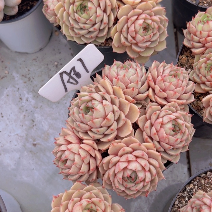 健健康康平平安安