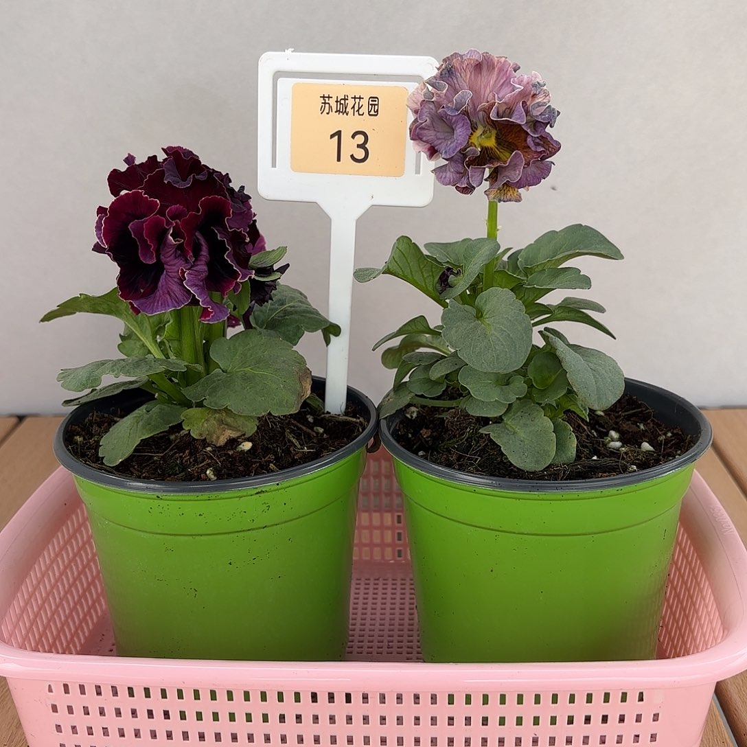 大部分开放少量花苞13