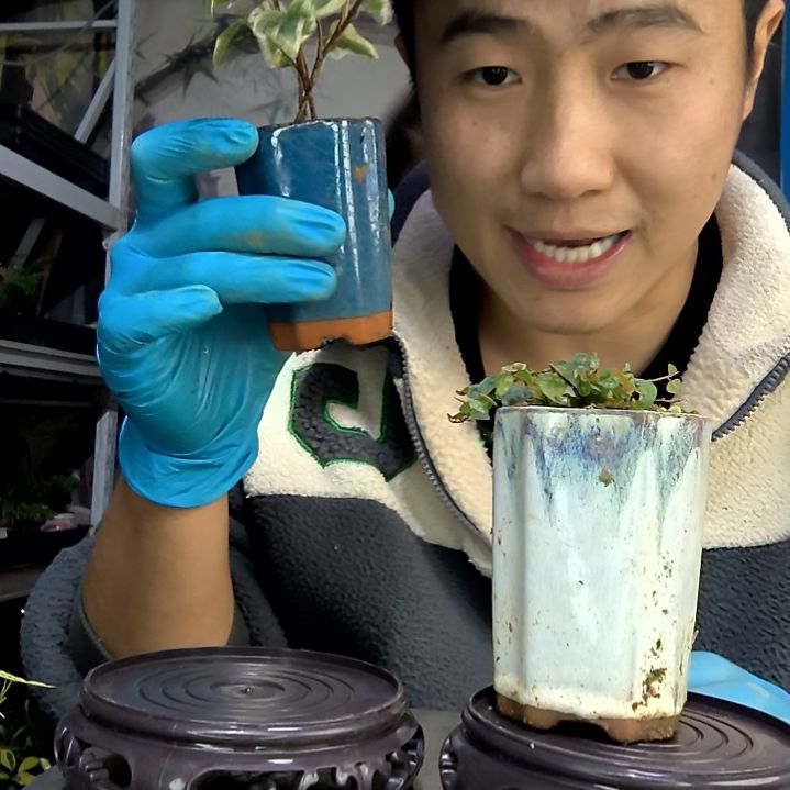 鱼***4中青园艺一物一拍花145