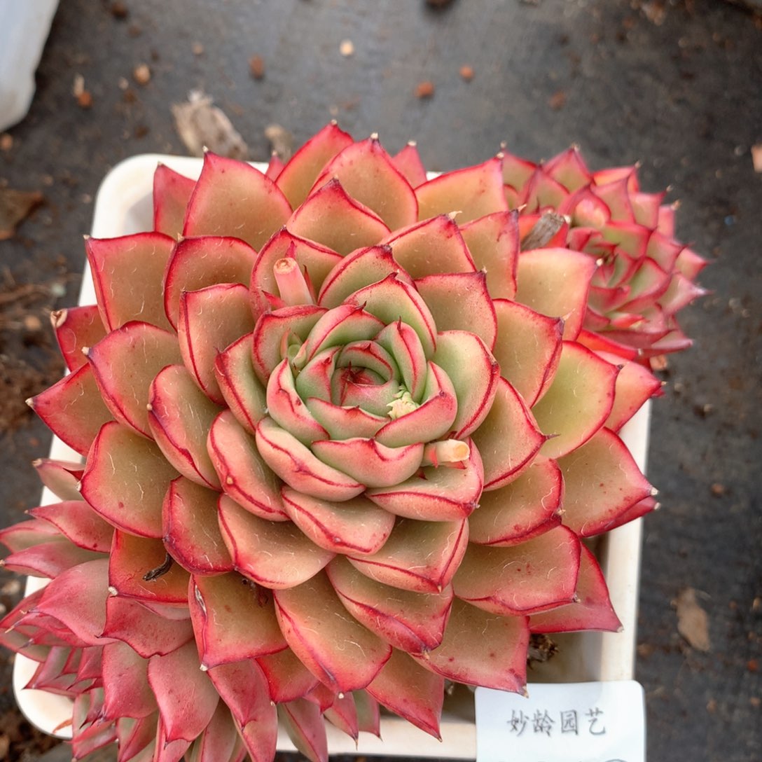 6618不包整散掉头不售后