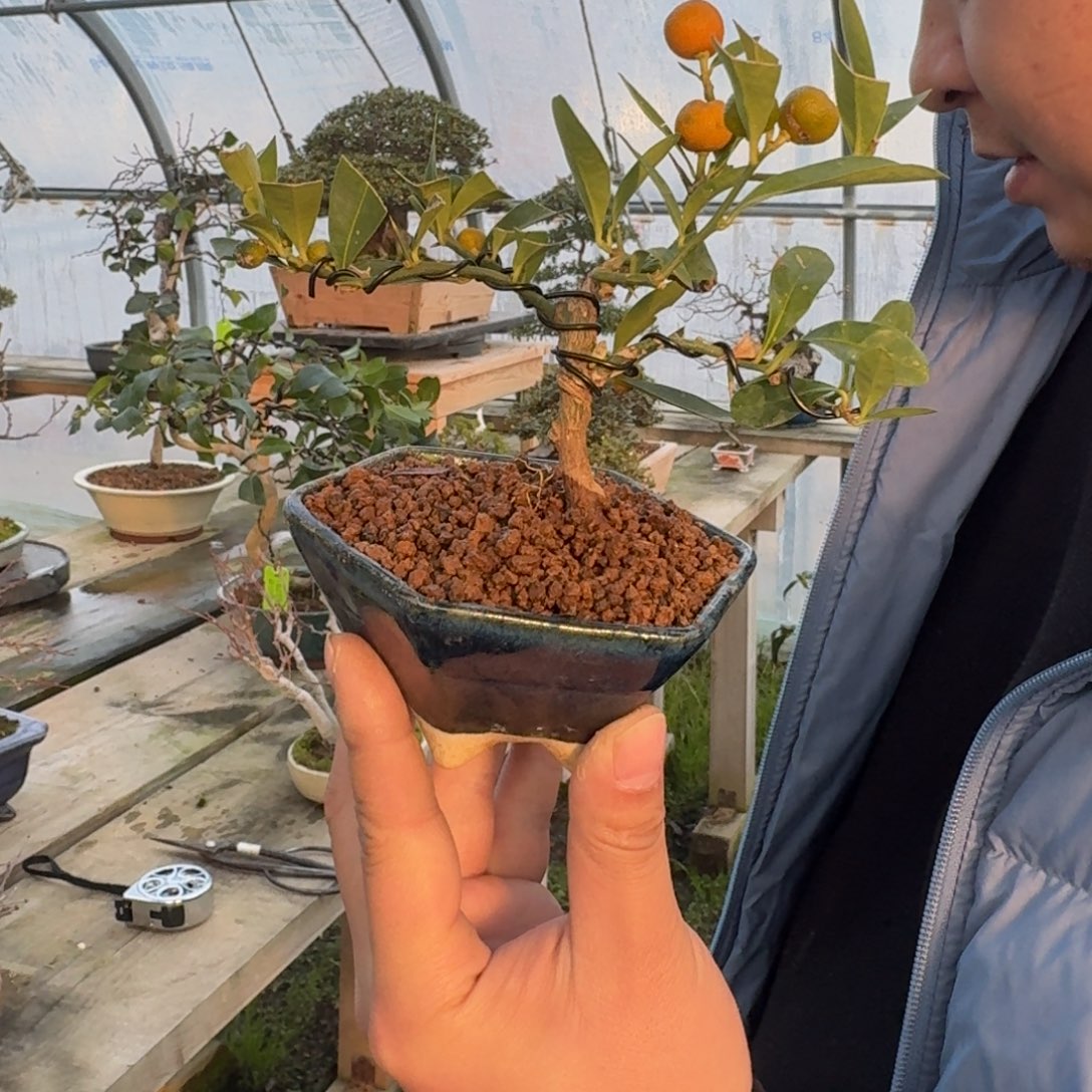 哈***儿无花朵日本豆豆盆景小豆盆