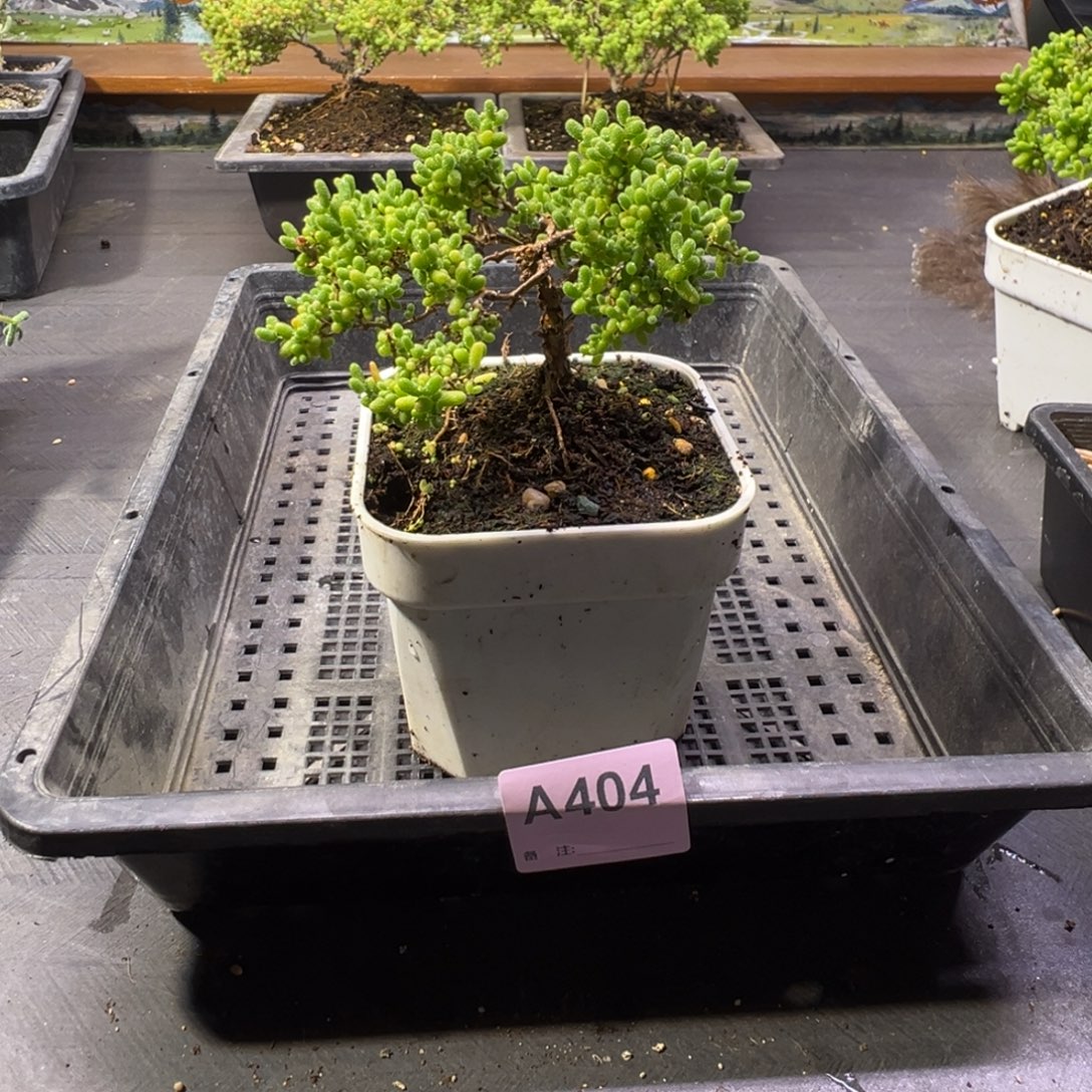 d***e枝干番杏多肉植物404