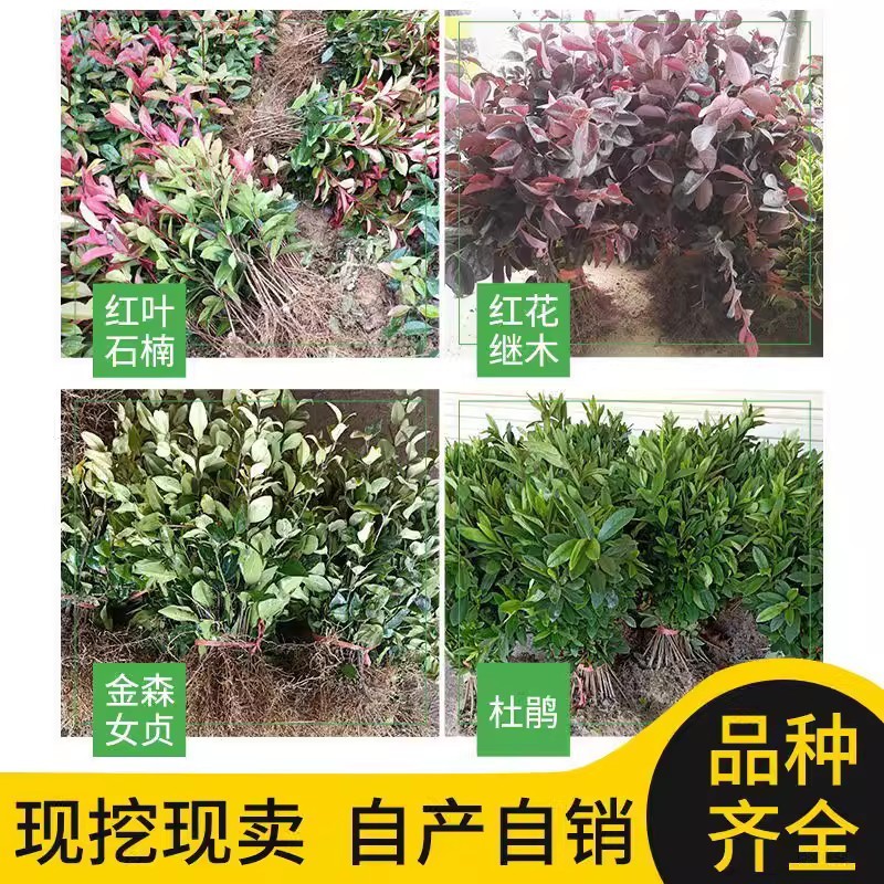 红叶石楠大杯苗庭院花坛围墙绿篱金森女贞红花继木亮晶女贞杯苗