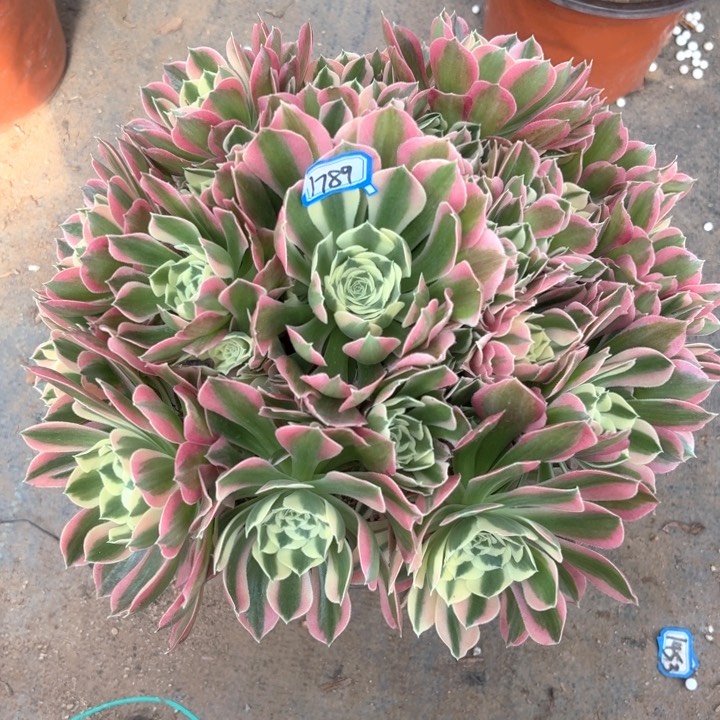 白凤法师多肉1789