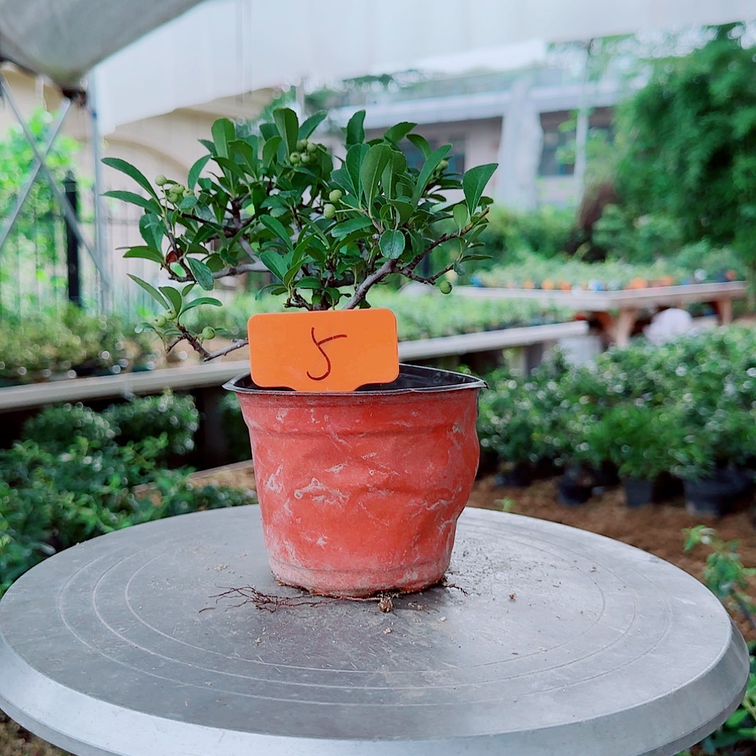 暗***b无花朵火棘吉祥果素材桩