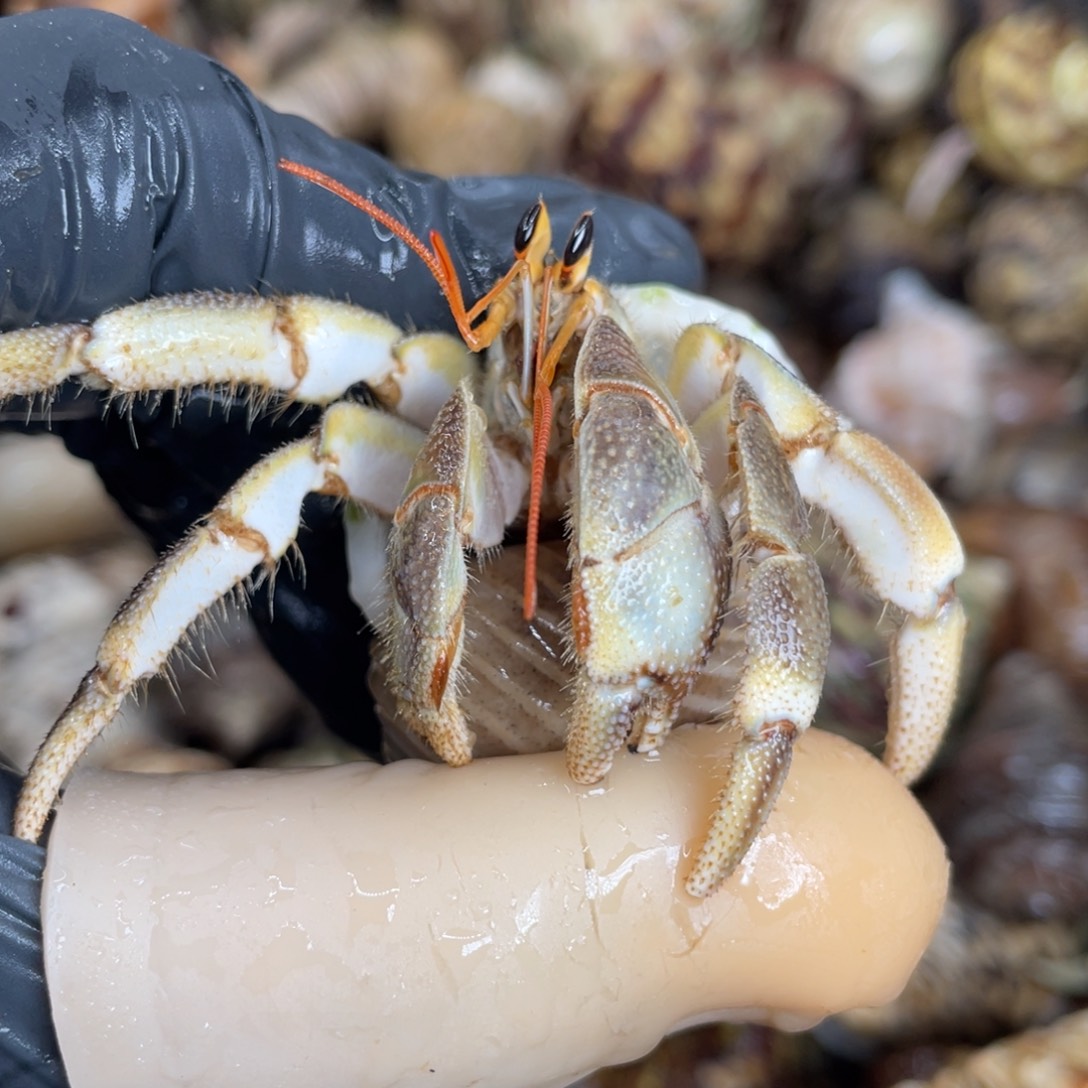 不退不换活体宠物22