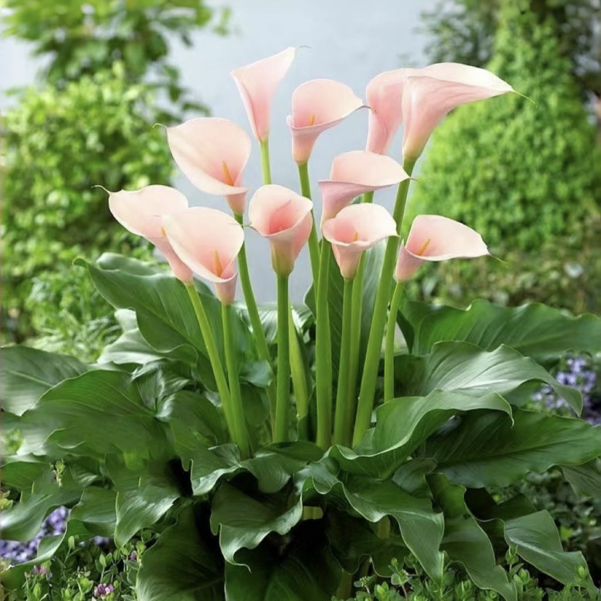 火烈鸟马蹄莲盆栽水生马蹄莲花卉多年生室内散光易养护