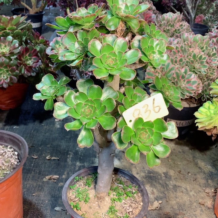 杰*逊836拉丝锦多肉一物一拍