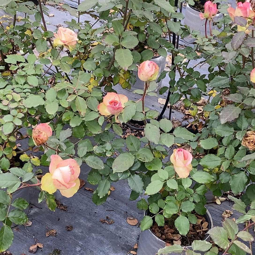 无花朵梦露两加仑裸根