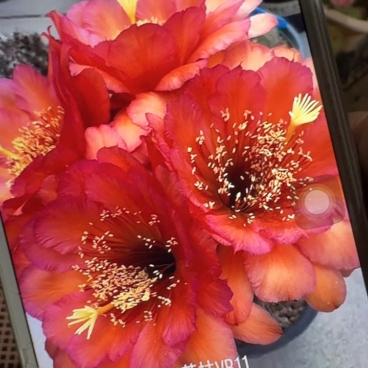 vr11 侧芽5公分左右毛花柱（20包邮