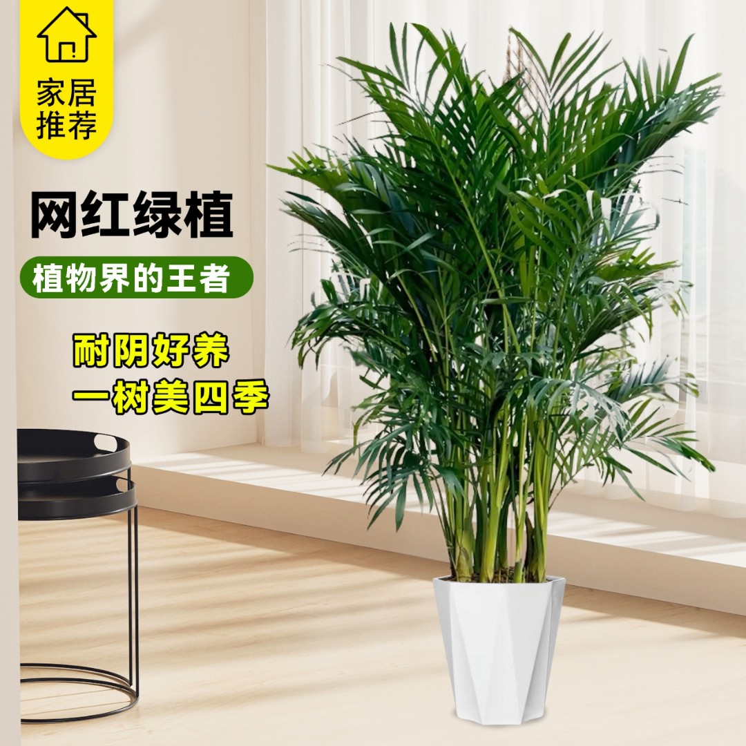 富贵椰子1.5米-1.8米客厅办公室净化空气绿植四季常青好养活