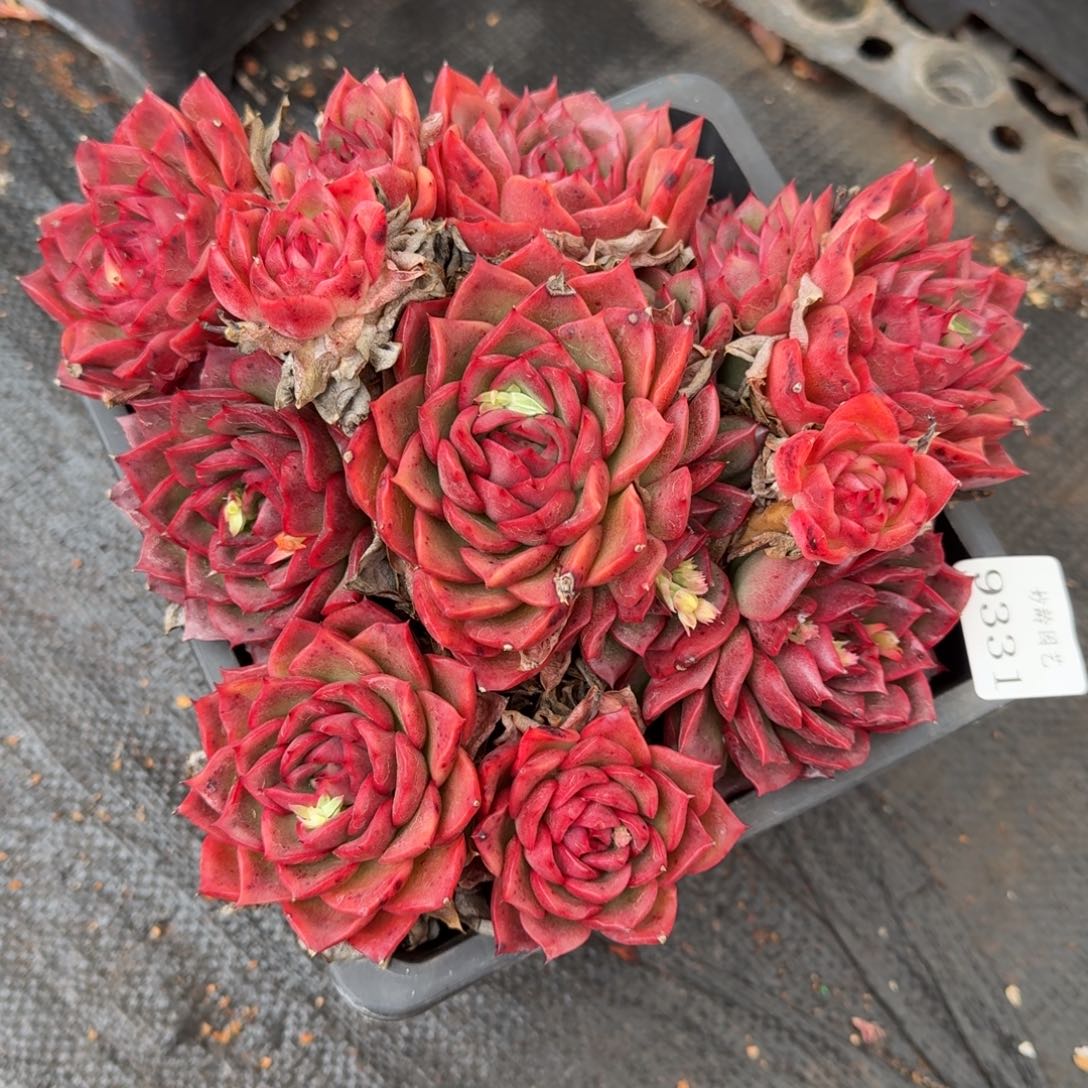 9331新年快乐发发发