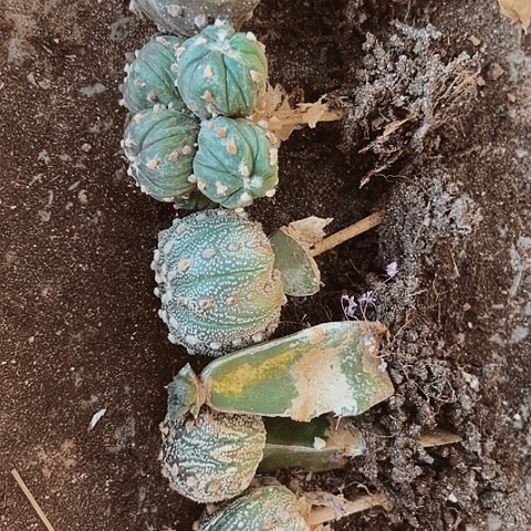 744仙人球清棚特价款