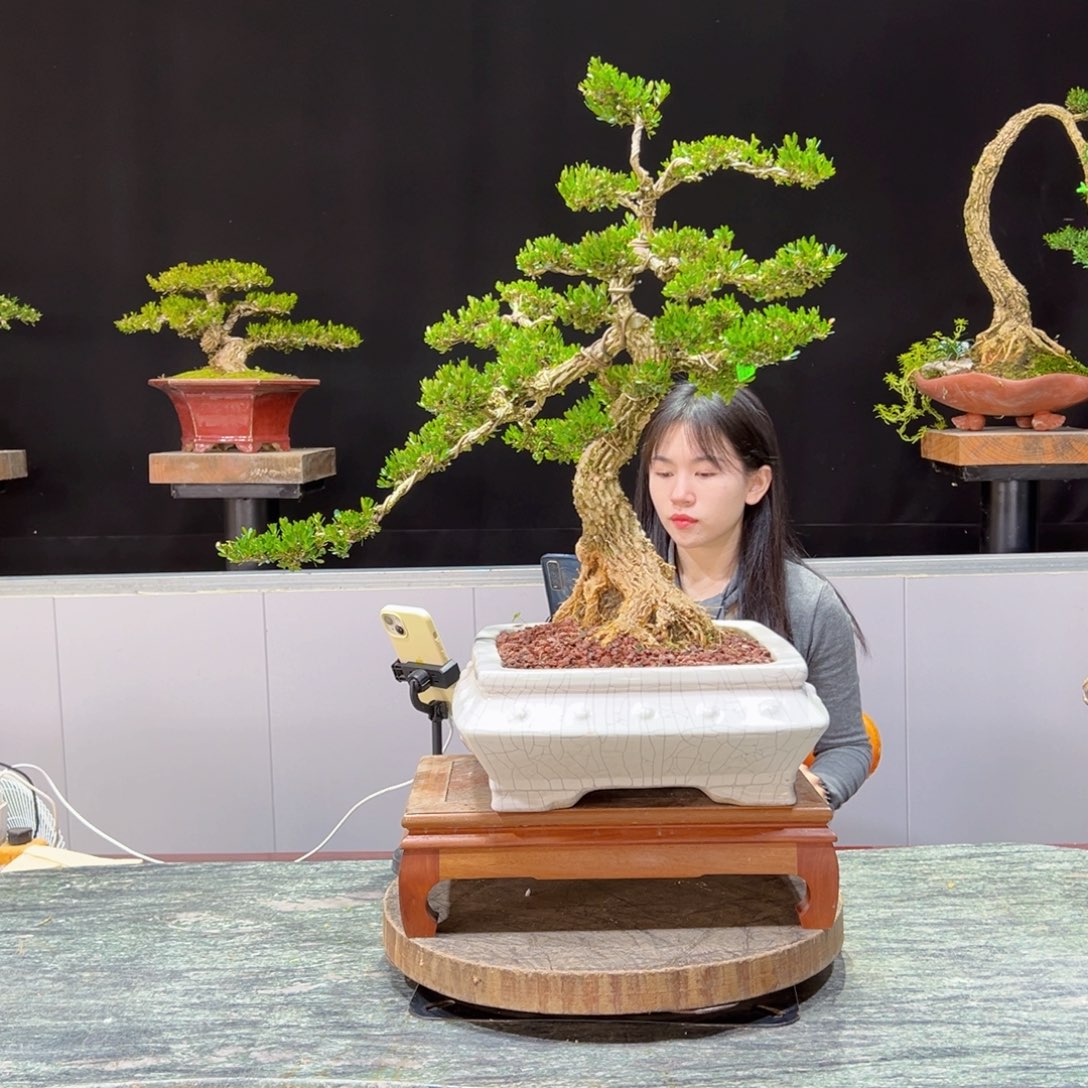 绿植黄杨盆景盆景