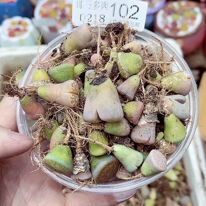 郎哥多肉生石花18-102