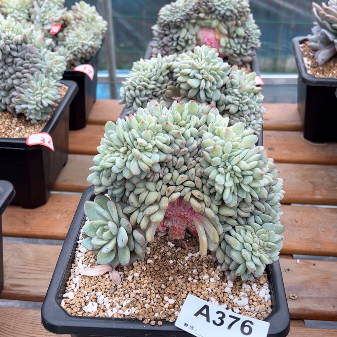 y***i376多肉多肉多肉多肉