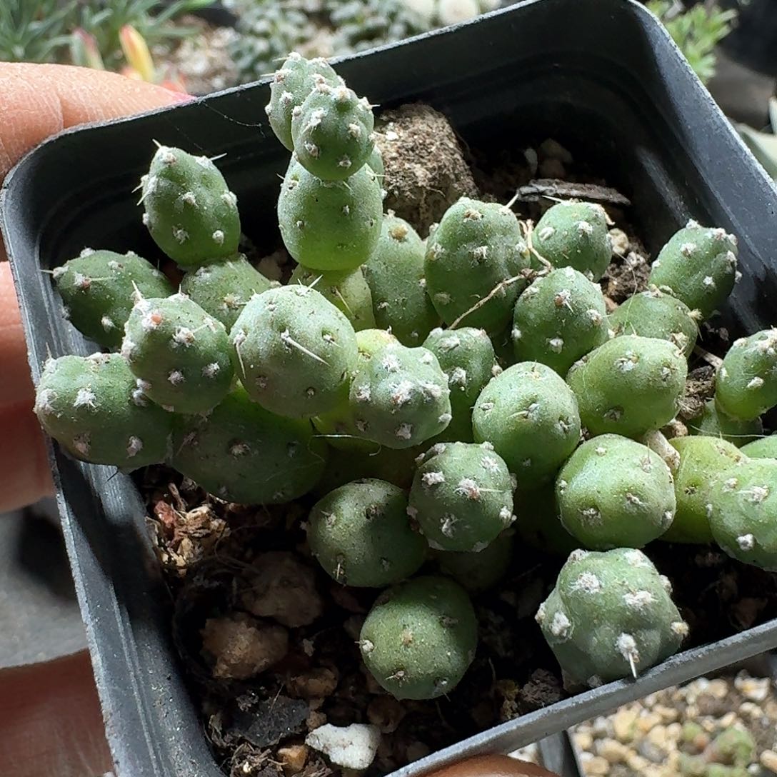 13罗西安娜脱土发货