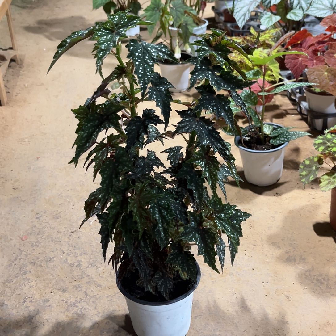 不开花植物出云北京