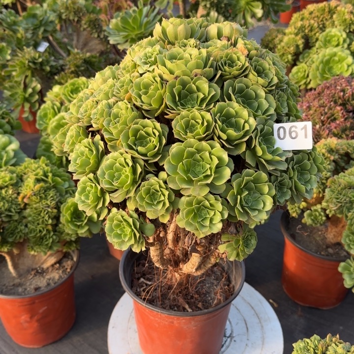 多肉植物绿朵朵061