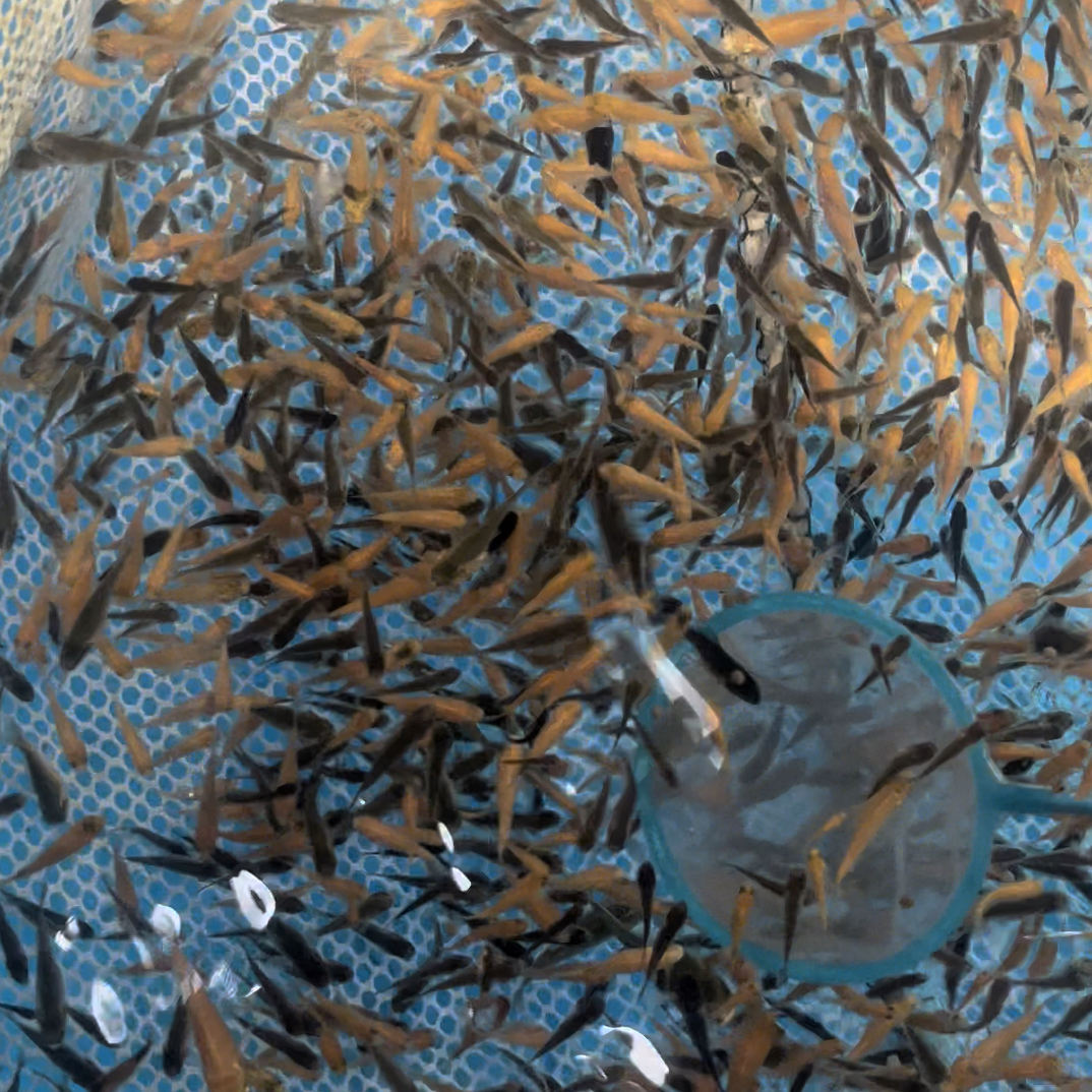 译雪蝴蝶鲤专用链接蝴蝶鲤精选