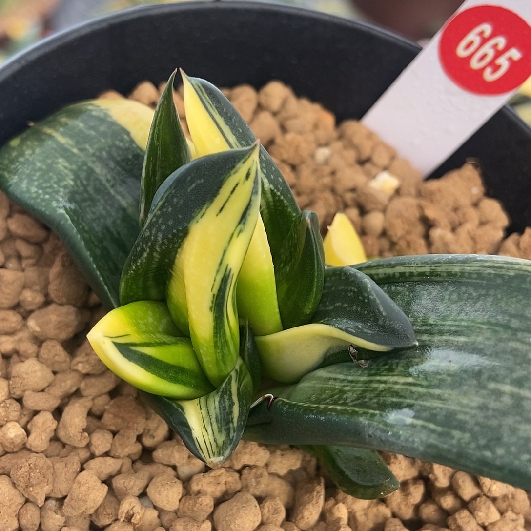 665卧牛实生锦带盆发货
