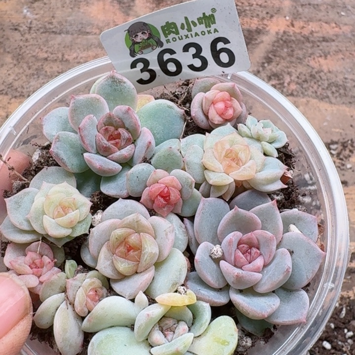 多肉植物多肉植物