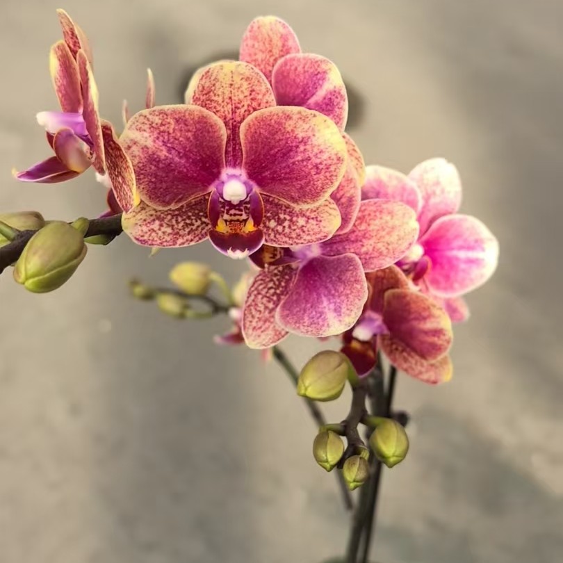 【金蝶 】蝴蝶兰 开花带苞 