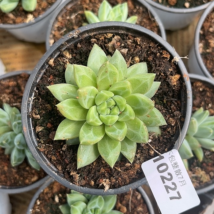 阿雅园艺。     10227