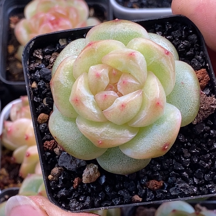 天官赐福百无禁忌