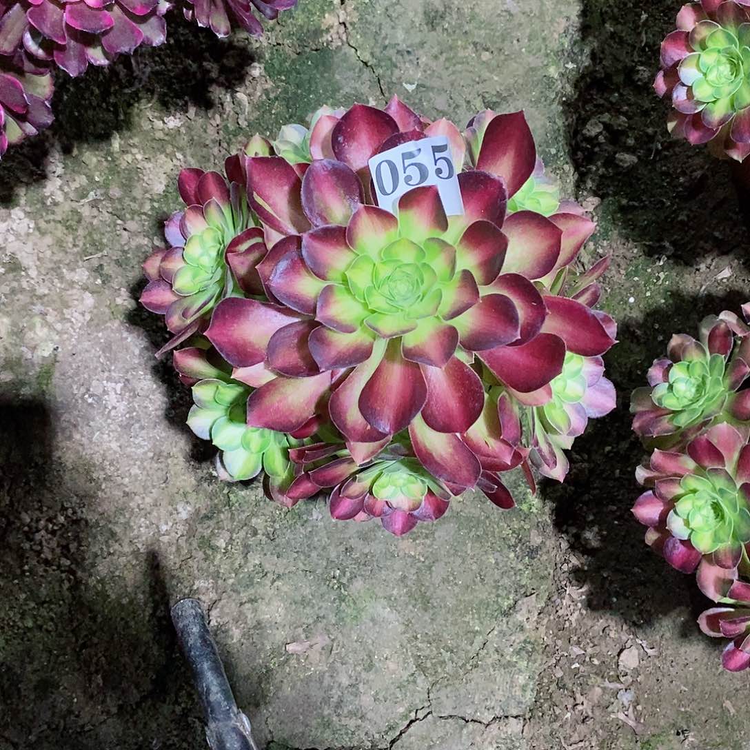 韶华055多肉法师