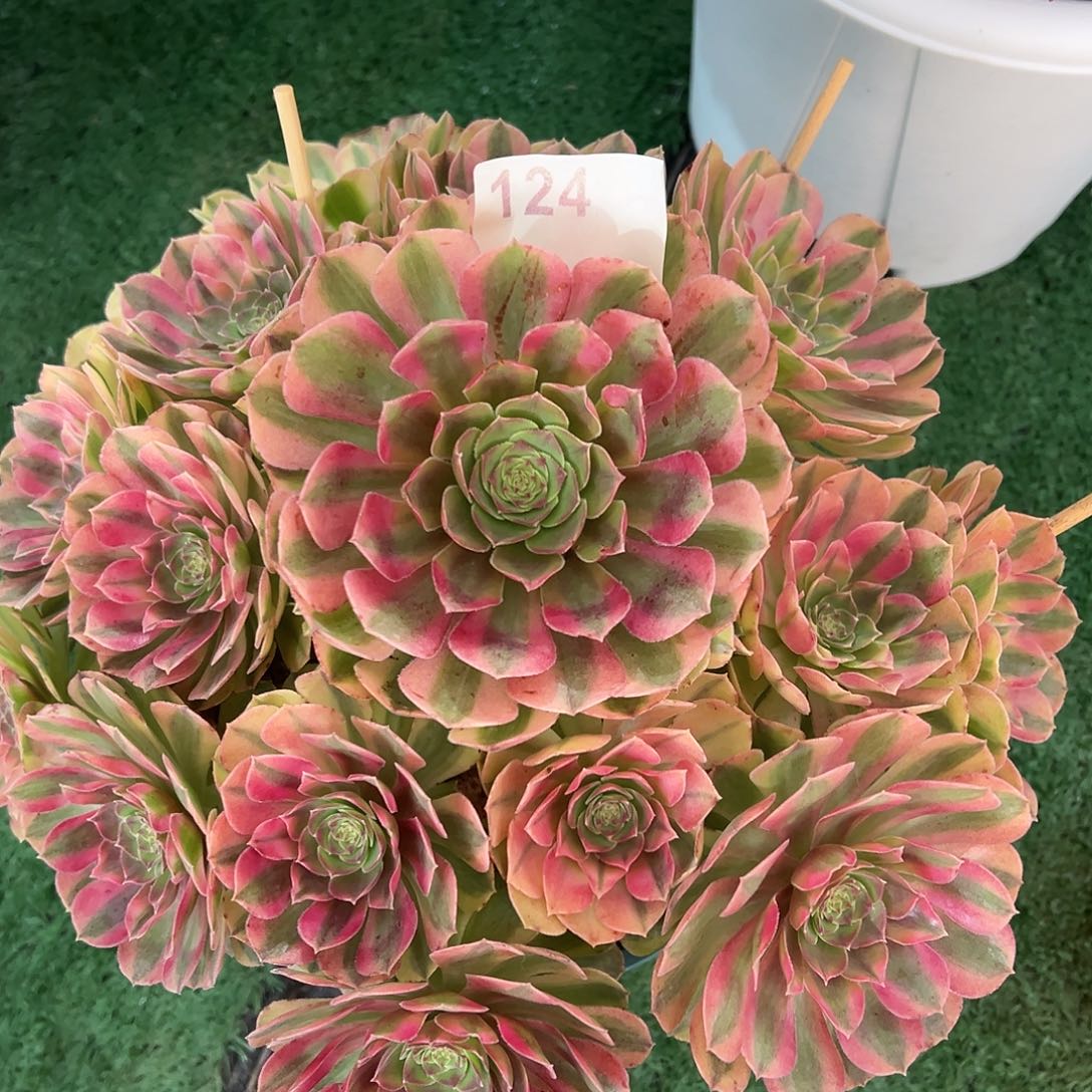 124雨荷多肉植物法师