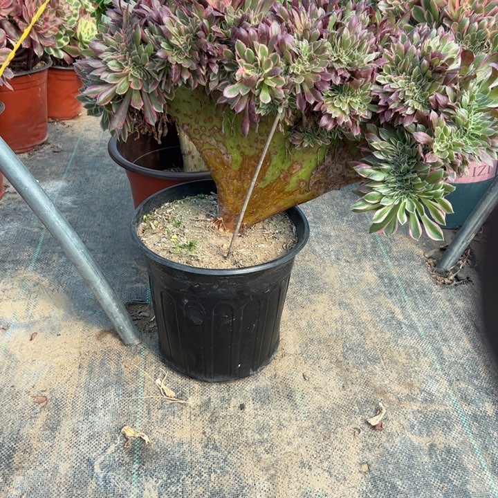 27女神缀多肉多肉多肉多肉