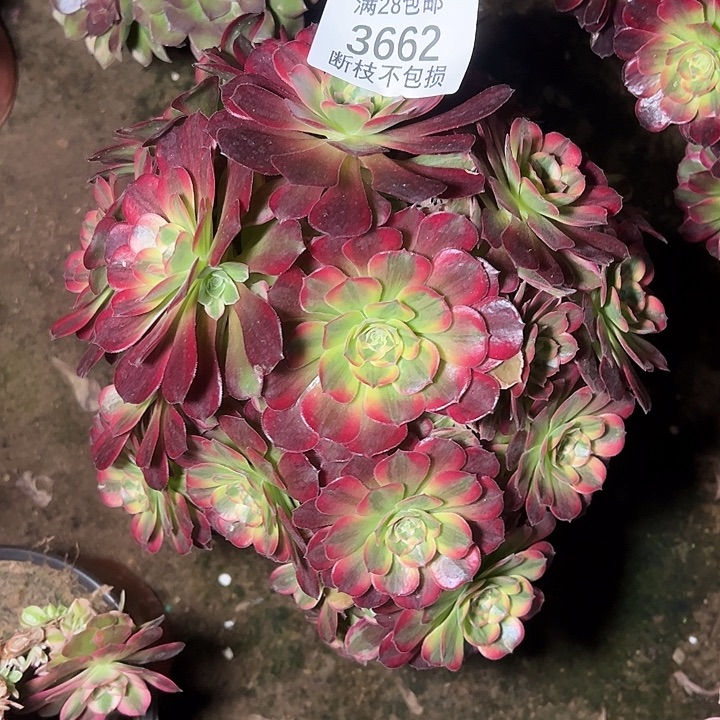 3662红玫瑰安娜多肉植物