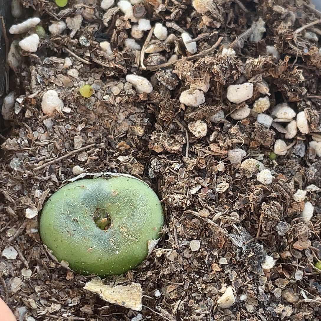 27-152水晶鞋多肉植物