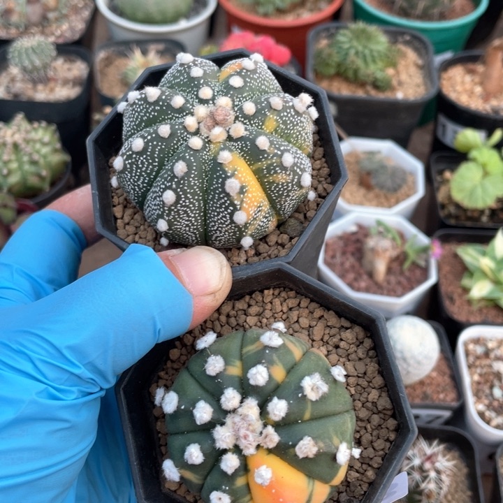 233实生自然兜锦2颗