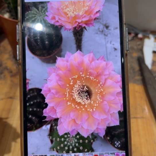 彩草58号7公分左右