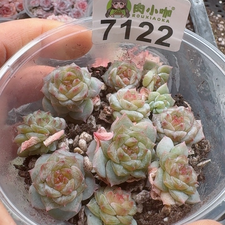 多肉植物多肉植物