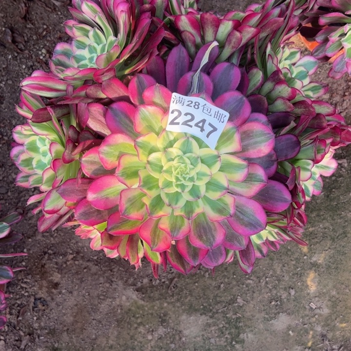 2247天和杆歪多肉植物