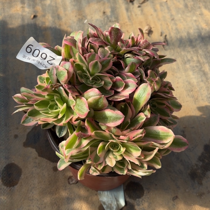 粉女巫坠多肉法师2609