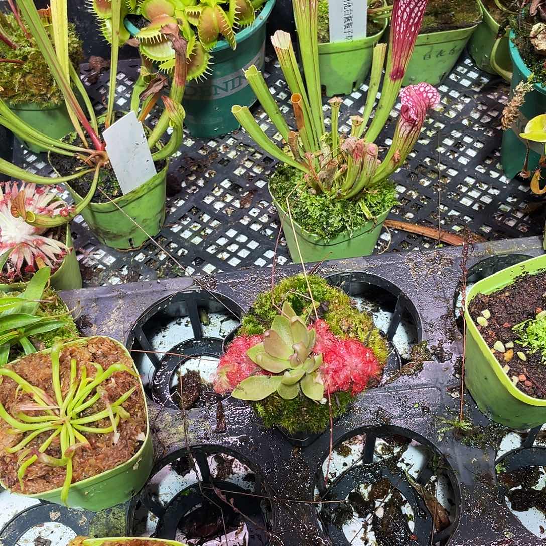 完全开放鱿鱼须捕虫堇