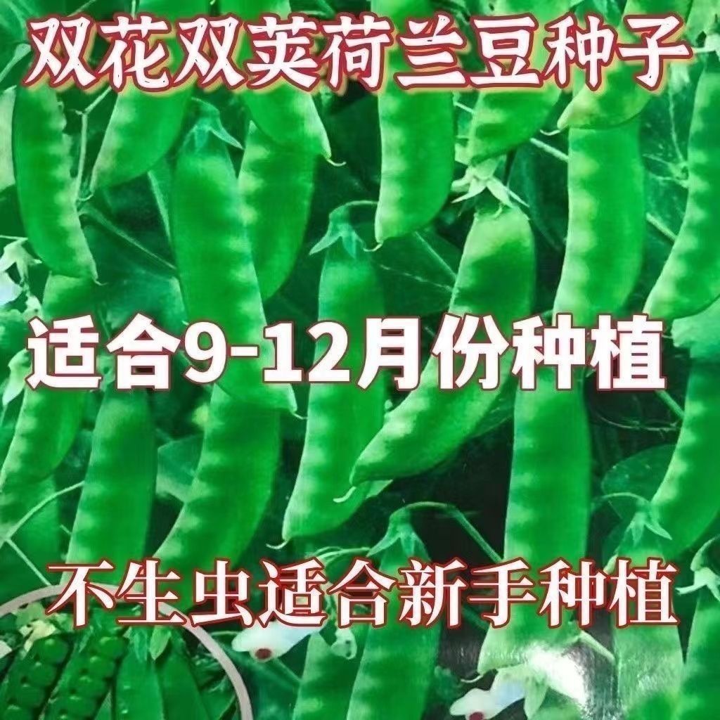 【全场满5包包邮】甜脆荷兰豆种子高产耐寒农家自种秋冬季菜种子