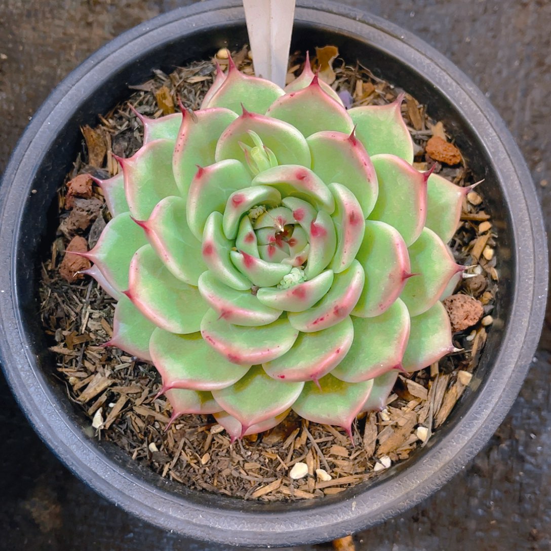 非***可0000000000000518