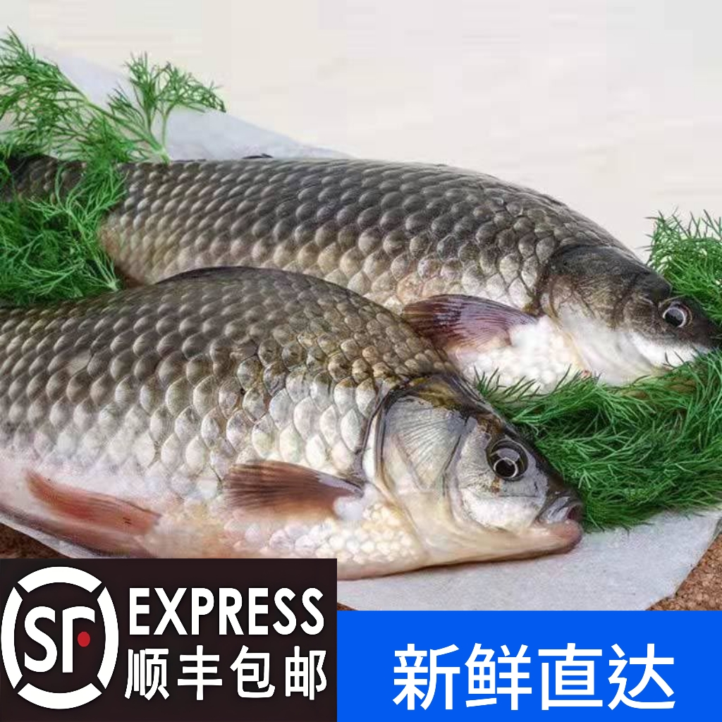 鲫鱼7斤顺丰包邮（一条鱼1到3两）