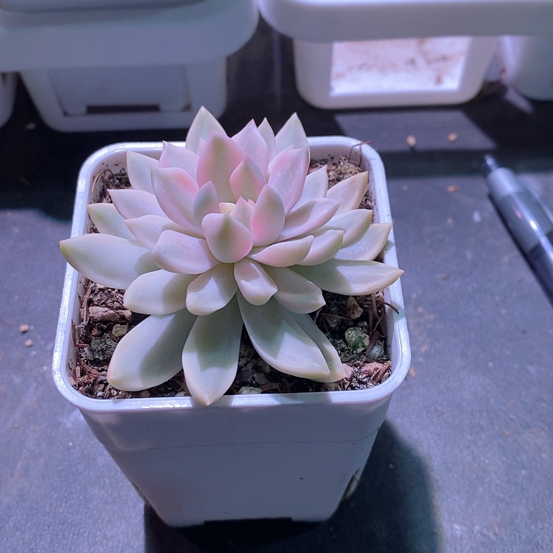 嘉丽锦多肉植物老桩