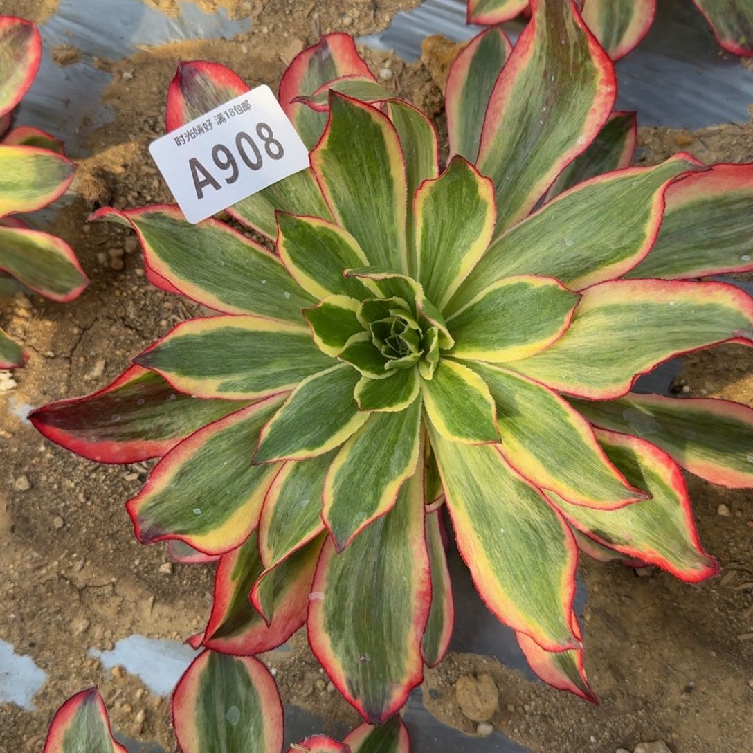 908魅影。多肉植物