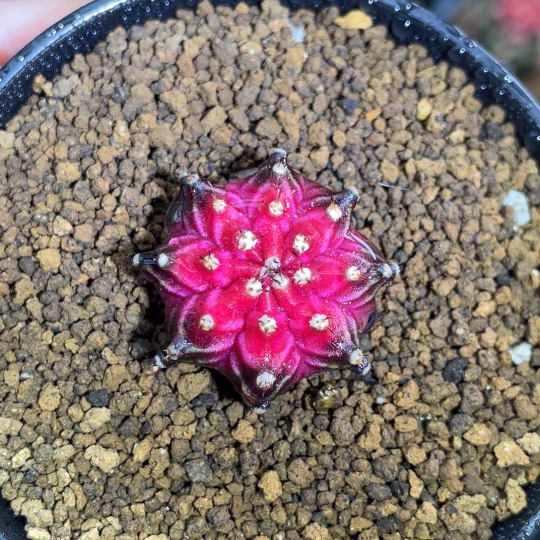 米哈星球000000006